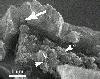 Microfossils in Nakhla